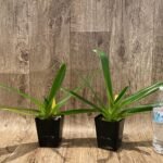 Paph. Lady Rothschild (Lady Isabel x rothschildianum) (3.5” pot)