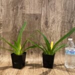 Paph. haynaldianum vini type x self (3.5” pot)