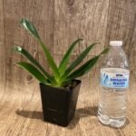 Paph. Berenice album 'Gold Twister' × phillipinense album'Green Tea' AM/AOS (3.5” pot)