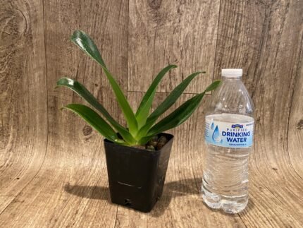 Paph. Berenice album 'Gold Twister' × phillipinense album'Green Tea' AM/AOS (3.5” pot)