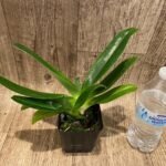 Paph. Berenice album 'Gold Twister' × phillipinense album'Green Tea' AM/AOS (3.5” pot)