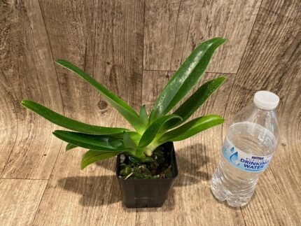 Paph. Berenice album 'Gold Twister' × phillipinense album'Green Tea' AM/AOS (3.5” pot)