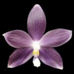 Fragrant Phalaenopsis speciosa ‘Super Purple' (3" pot)
