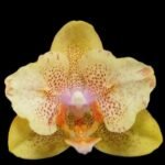 Phalaenopsis Little Emperor 'Peloric' (3" pot)