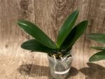 Phalaenopsis Little Emperor 'Peloric' (3" pot) - Image 4