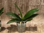 Phalaenopsis Little Emperor 'Peloric' (3" pot) - Image 5
