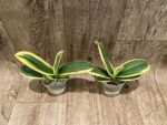 Rare Varigated Phalaenopsis Chia E Yenlin (3.5” pot) - Image 6