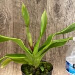 In Spike - Phrag. QF Maliae ×Twilight (4.5" pot)