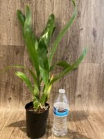 Grammatophyllum Pakkret Armada 'Daimyo' (3.5” pot) - Image 2