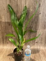 Grammatophyllum Pakkret Armada 'Daimyo' (3.5” pot) - Image 3