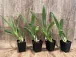 Grammangis ellisii var alba x sib (3.5” Pot) - Image 2
