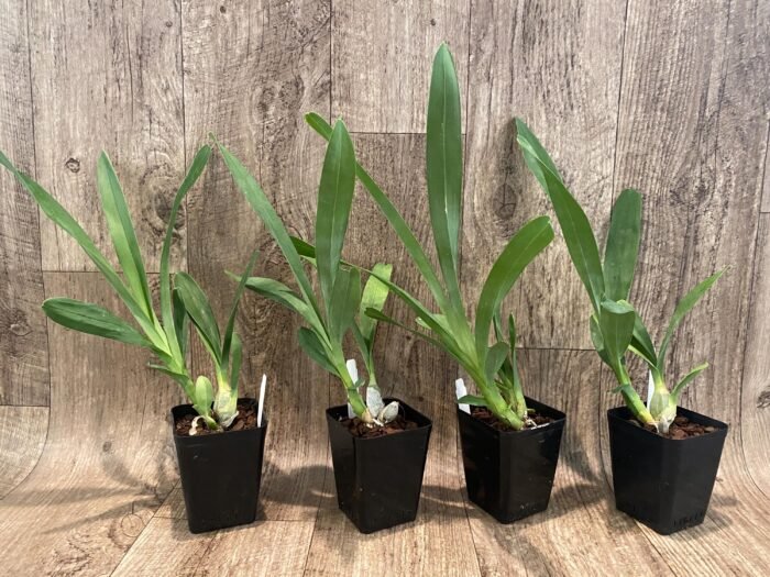 Grammangis ellisii var alba x sib (3.5” Pot) - Image 2