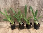 Grammangis ellisii var alba x sib (3.5” Pot) - Image 3