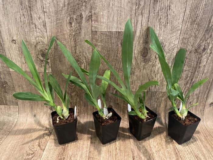 Grammangis ellisii var alba x sib (3.5” Pot) - Image 3