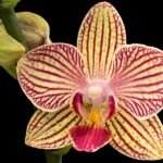 Double Spikes Phalaenopsis I-Hsin Oscar (3.5” Pot)