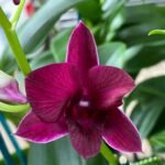In Spikes - Dendrobium Blue Violetta x Den. Diamond Queen ‘Wine’ (3.5” pot)