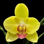 Double Spikes Phalaenopsis Lianher Golden Beauty (4.5" pot)