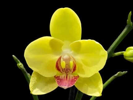 Double Spikes Phalaenopsis Lianher Golden Beauty (4.5" pot)