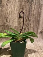 In Spike/ Bud - Paph. Xanthophyllum (volonteanum x mastersianum) (3.5” pot) - Image 5