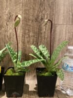 In Spike Paph. urbanianum x acmodontum (3.5” pot) - Image 5