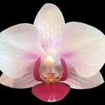 Double Spikes Phalaenopsis I-Hsin Flaming Girl (3.5" pot)