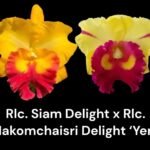 In Sheath Rlc. Siam Delight x Rlc. Nakomchaisri Delight ‘Yen’ (5” pot)