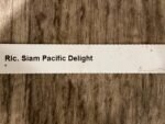 In Sheath Rlc. Siam Pacific Delight (5” pot) - Image 5