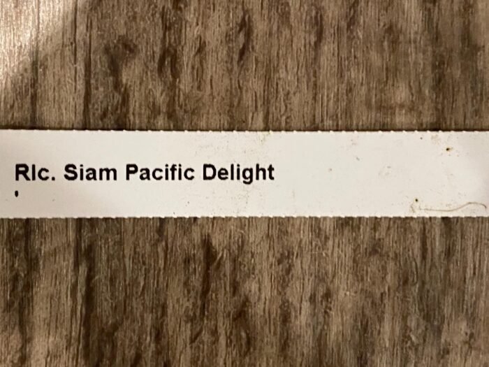 In Sheath Rlc. Siam Pacific Delight (5” pot) - Image 5