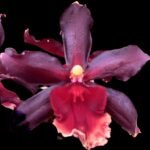 Double Spikes Oncidium Witch's Fire 'Ablaze' (3.5” pot)