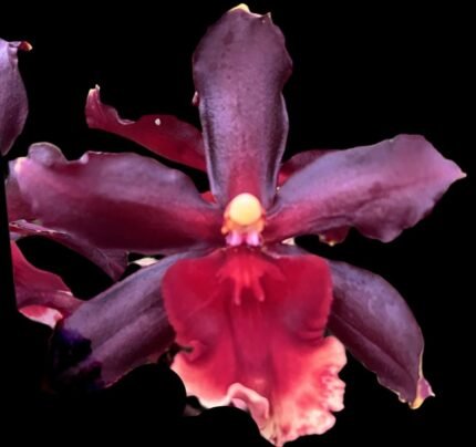 Double Spikes Oncidium Witch's Fire 'Ablaze' (3.5” pot)