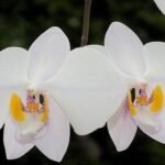Fragrant - Phalaenopsis philippinensis × sib (2.25” pot)