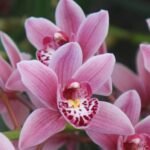 Cymbidium Miss Saigon 'Sedona’ (3.5” pot)