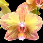Phalaenopsis Jiuhbao Queen Diamond