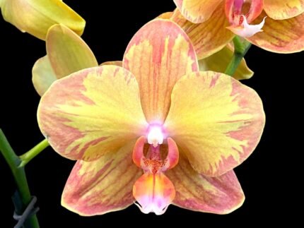 Double Spikes Phalaenopsis Jiuhbao Queen Diamond (3" pot)