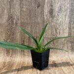 Paph. (Memoria Joan Levy x Lady Isabel) (3.5” pot)