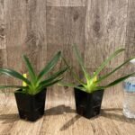 Paph. rothschildianum'Super Wings' × Lady Isabel'Bodybuilder' (3.5” pot)