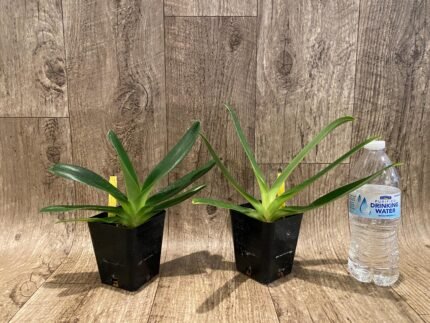 Paph. rothschildianum'Super Wings' × Lady Isabel'Bodybuilder' (3.5” pot)
