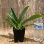 Paph. phillipinense x sib ('Tokyo Twister' × 'Germany Select') 3 Growths (3.5” pot)