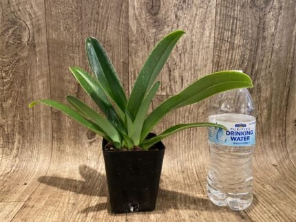 Paph. phillipinense x sib ('Tokyo Twister' × 'Germany Select') 3 Growths (3.5” pot)