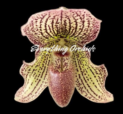 Paphiopedilum Ion