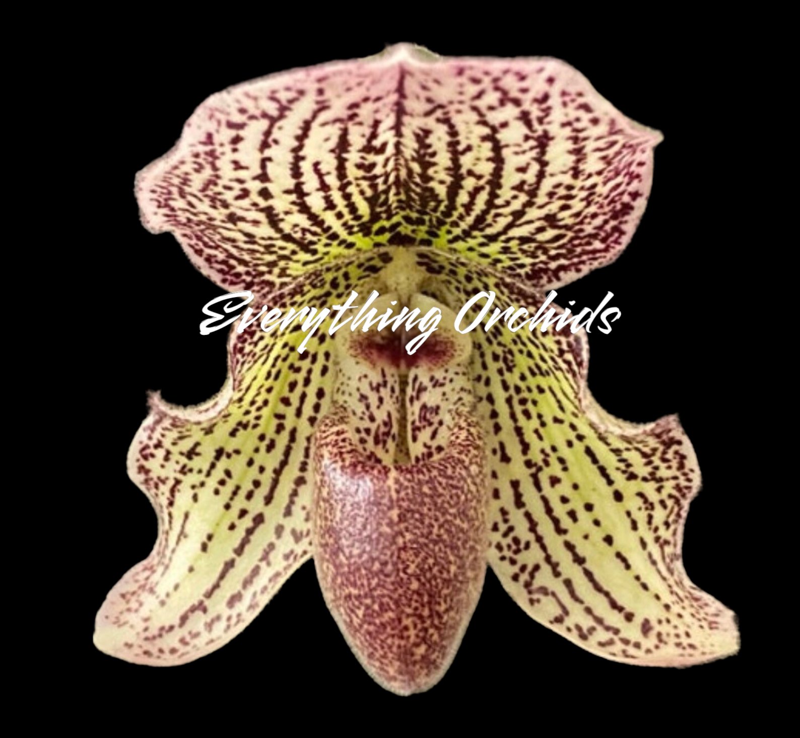 Paphiopedilum Ion Paphiopedilum Ion