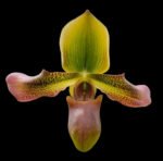 Paph. Xanthophyllum (volonteanum x mastersianum) (3.5” pot) - Image 2