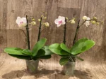 Phal. Happy Mark x Phal. Amabilis
