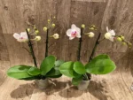 Double Spikes Phal. Happy Mark x Phal. Amabilis (3.5" pot) - Image 6