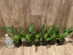 IN SPIKE Oncidium Eye Candy 'Pinkie' (3.5” pot) - Image 3