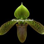 Paph. Duguesclin