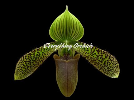 Paph. Duguesclin