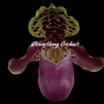 In Spike Paph. Henryanum (Daya x Showshan) × Henryanum (Dark Kita x Nick) (3.5” pot)