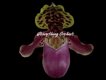 In Spike Paph. Henryanum (Daya x Showshan) × Henryanum (Dark Kita x Nick) (2” pot)