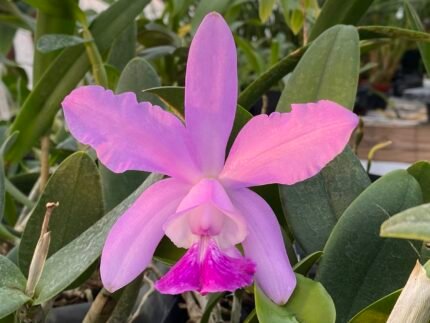 Cattleya intermedia fma. amethystinit 'Aranbeem' × C. walkeriana 'Midnight BIue’